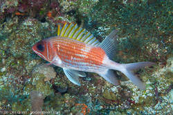 BD-101207-Playa-del-Carmen-2765-Holocentrus-adscensionis-(Osbeck.-1765)-[Squirrelfish].jpg